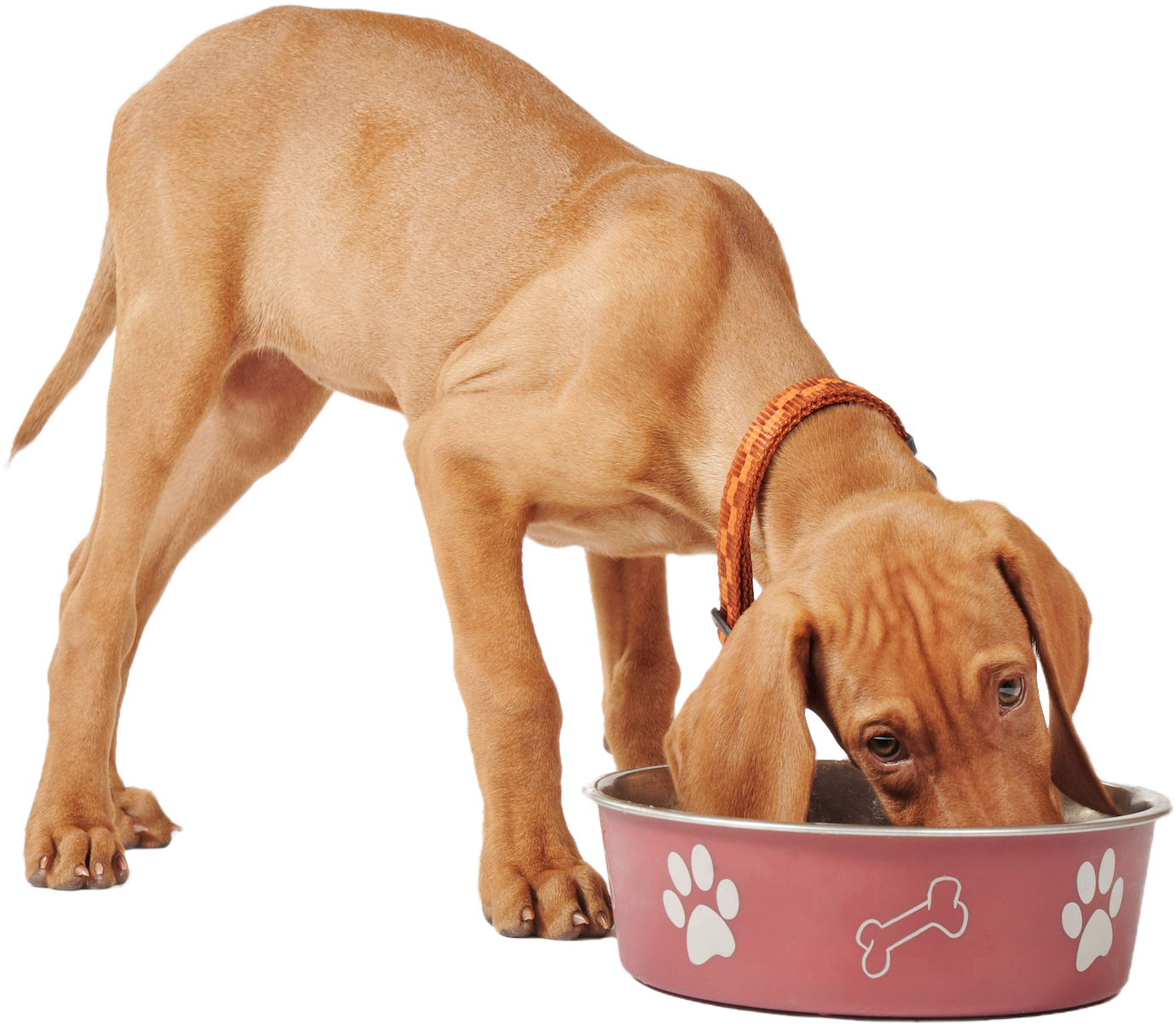 healthy-paws-raw-pet-food